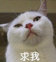 幽默搞笑喵星人文字微信表情包图片图片