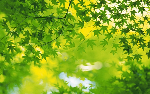 清新护眼高清风景图片图片