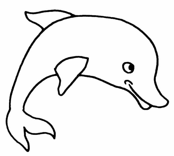 海豚图片