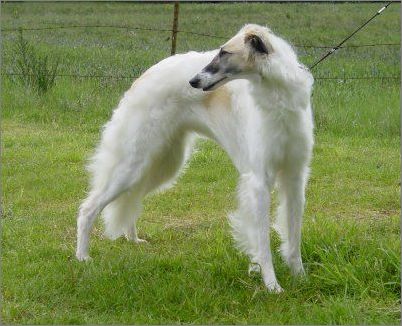 苏俄猎狼犬图片 动物狗图片 狩猎犬图片大全图片
