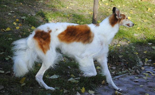 苏俄猎狼犬图片 动物狗图片 狩猎犬图片大全图片