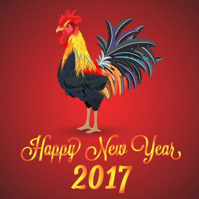 鸡图片图片