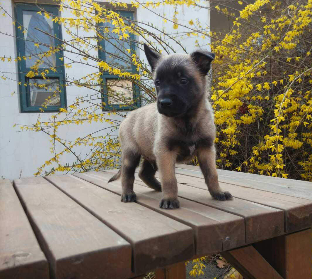 高清比利时马林诺斯犬图片狗图片动物图片图片