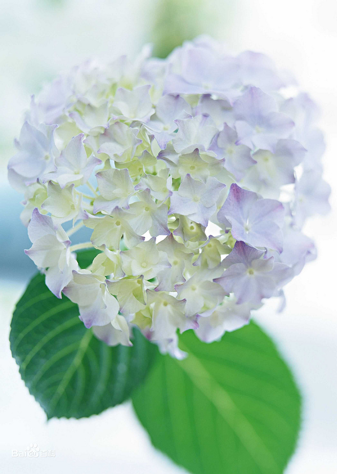 植物图片