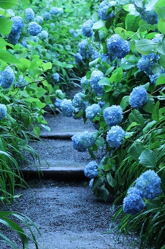 植物图片