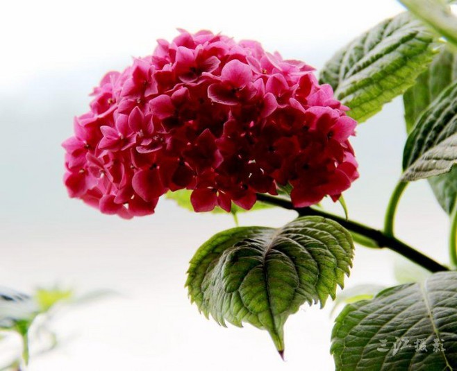 植物图片