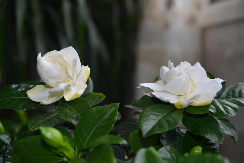 植物图片