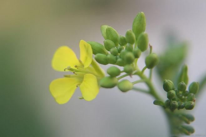 油菜花图片  唯美的油菜花图片  油菜花植物图片图片
