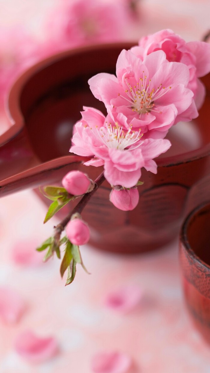 植物图片