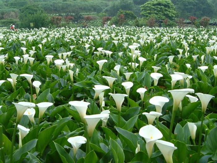 植物图片