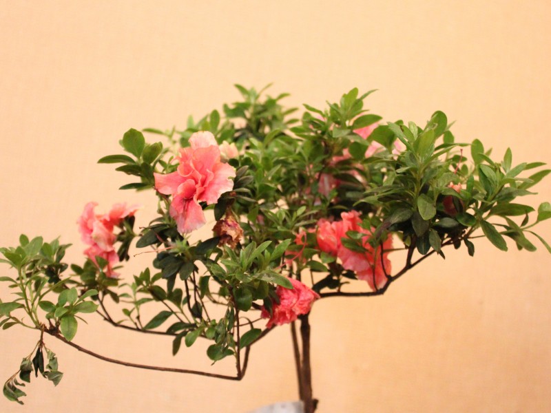 植物图片