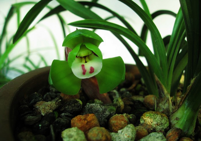 植物图片