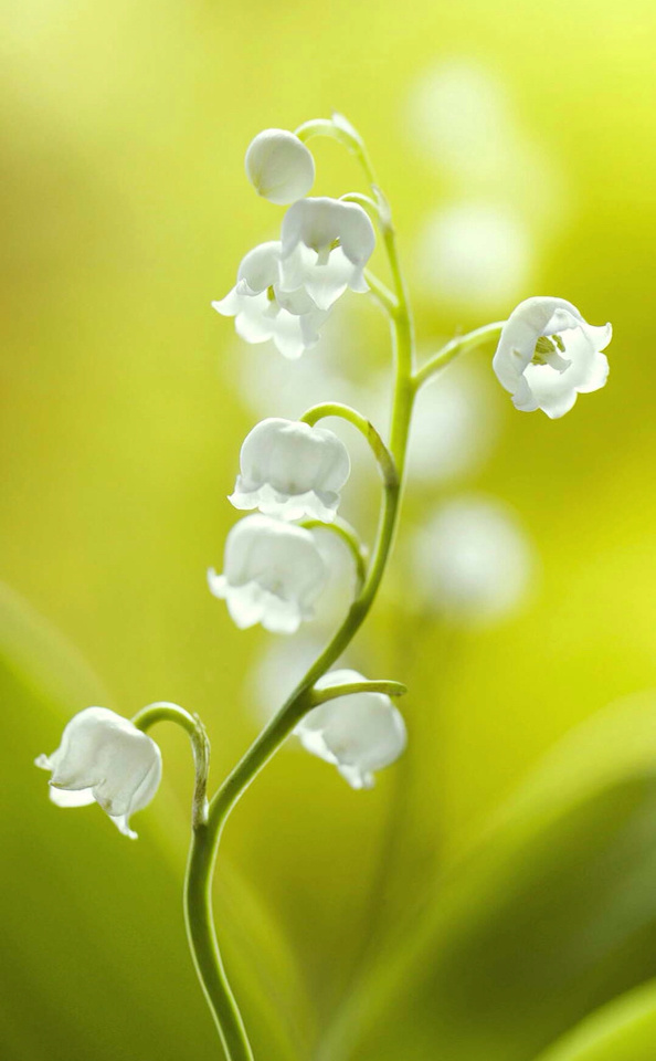 结香花图片  结香图片  结香植物图片图片