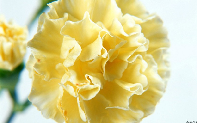 结香花图片  结香图片  结香植物图片图片