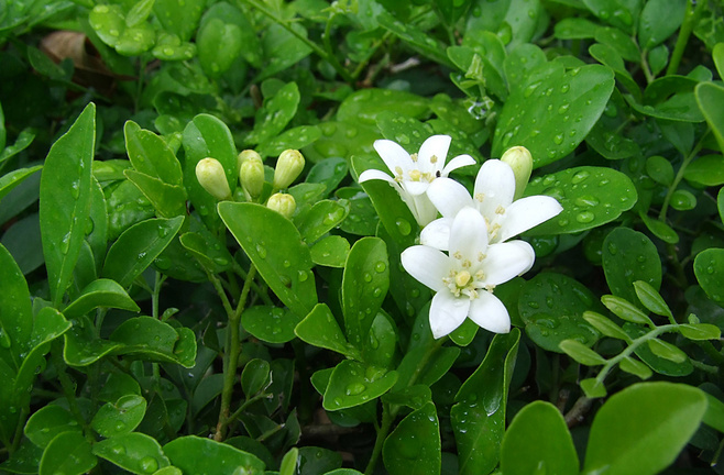 植物图片