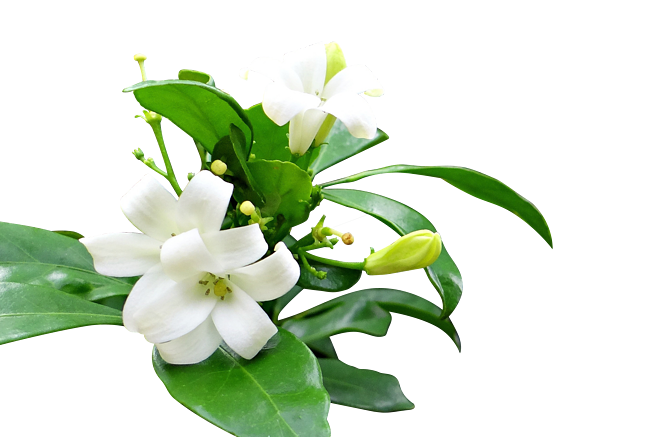 植物图片