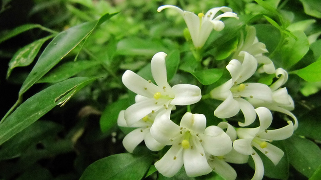 含笑花图片 含笑花香蕉花图片 含笑花植物图片图片