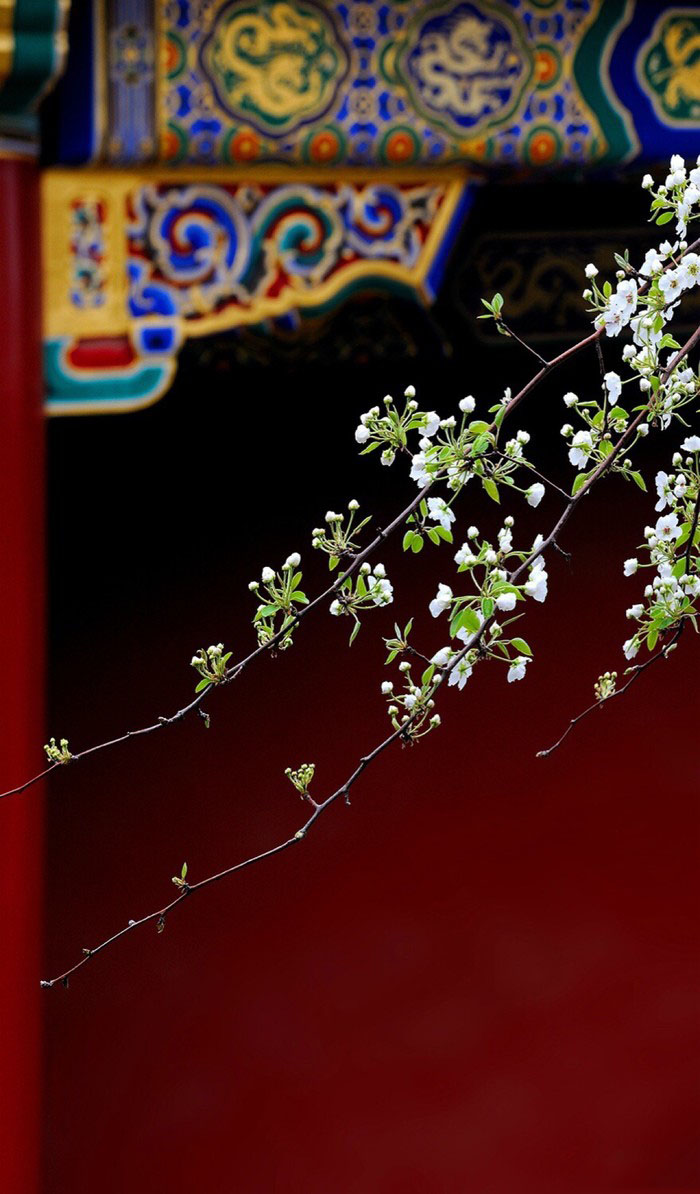 植物图片