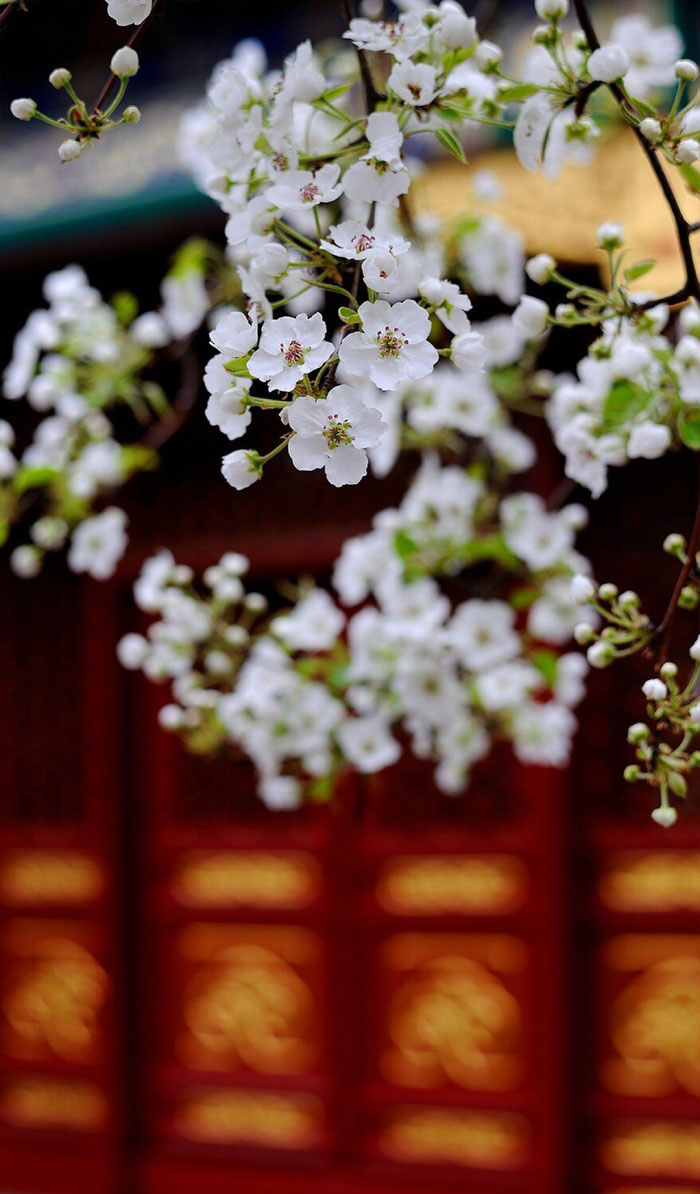 植物图片