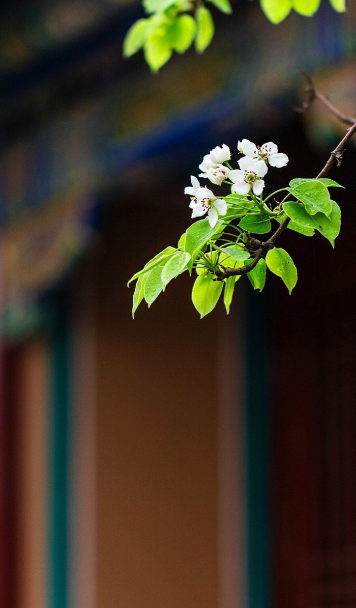 植物图片