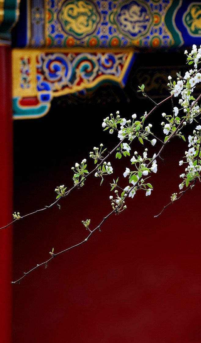 紫玉兰花图片 紫玉兰图片 紫玉兰植物图片图片