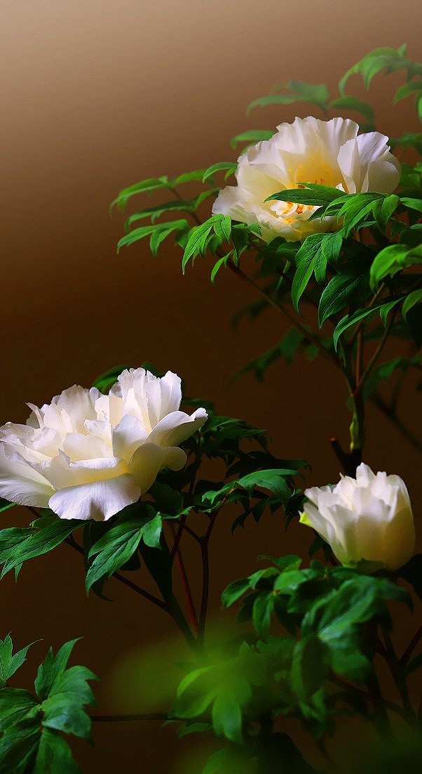 牡丹花图片  牡丹图片  牡丹植物图片图片