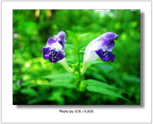 植物图片