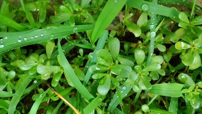 植物图片