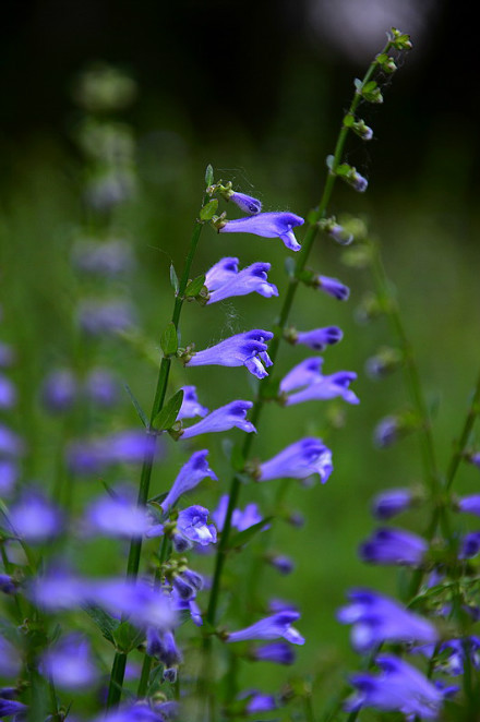 月季花图片  月季图片  月季植物图片图片