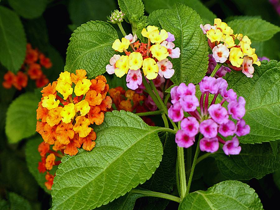 风信子花图片  风信子图片  风信子植物图片图片