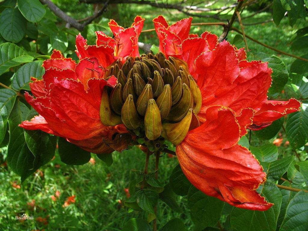 紫玉兰花图片 紫玉兰图片 紫玉兰植物图片图片
