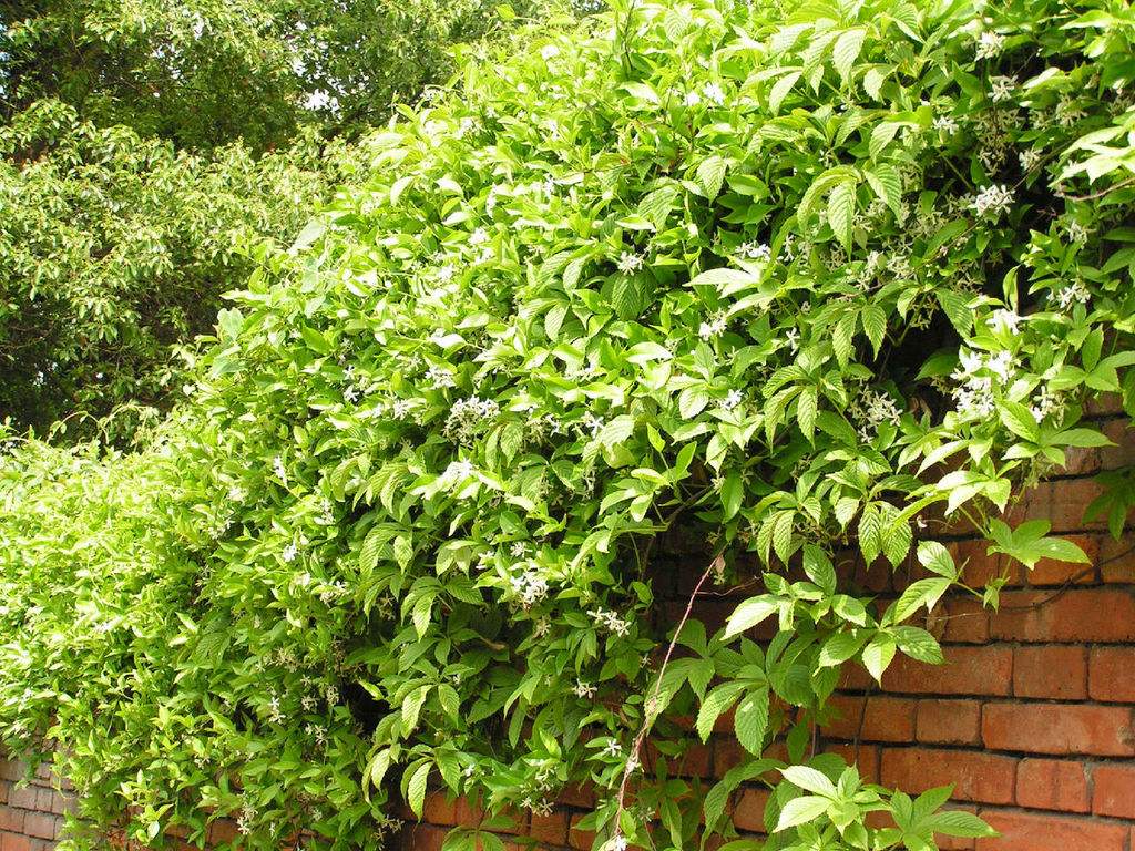 植物图片