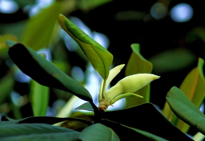 植物图片