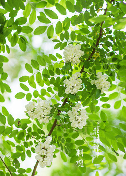刺槐花图片 刺槐图片 刺槐植物图片图片