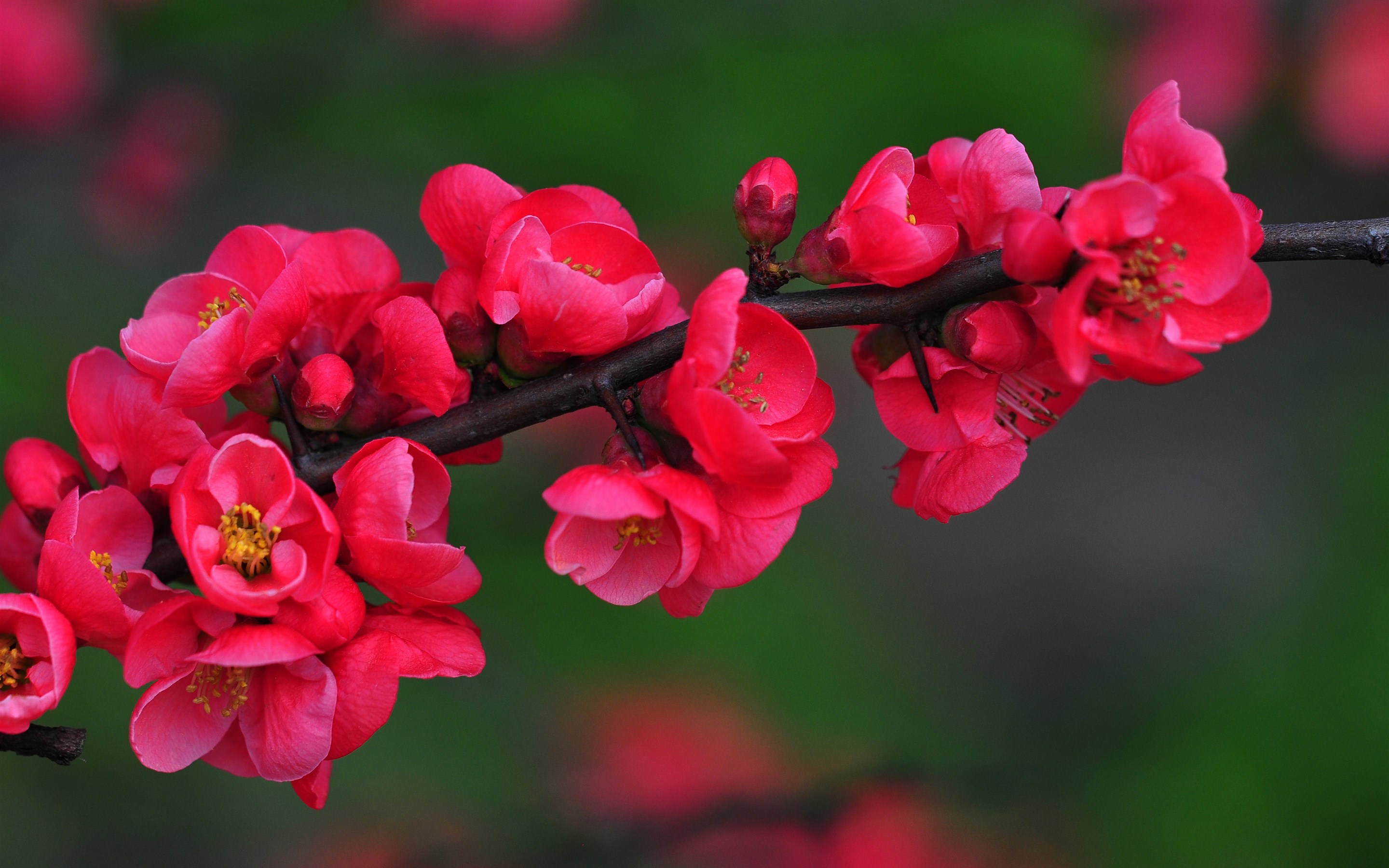 花卉图片