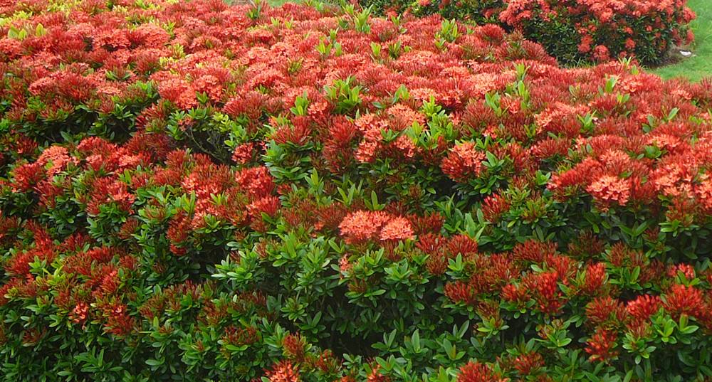 植物图片