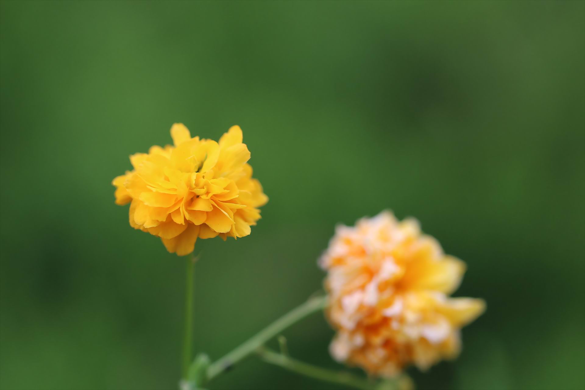 植物图片