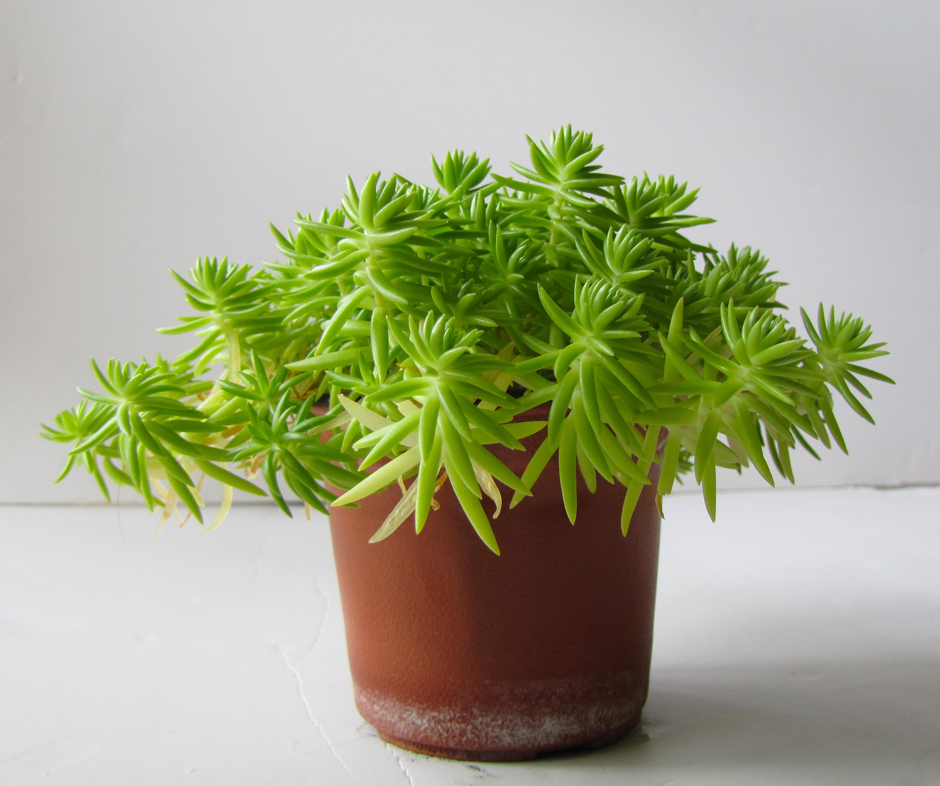 植物图片