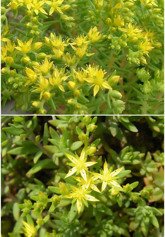 植物图片