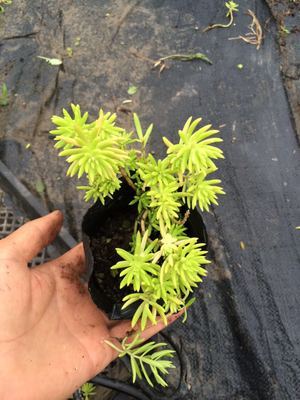植物图片