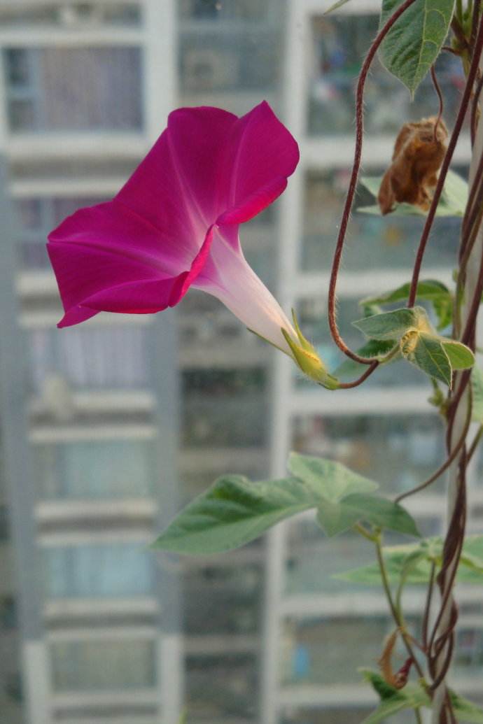 植物图片