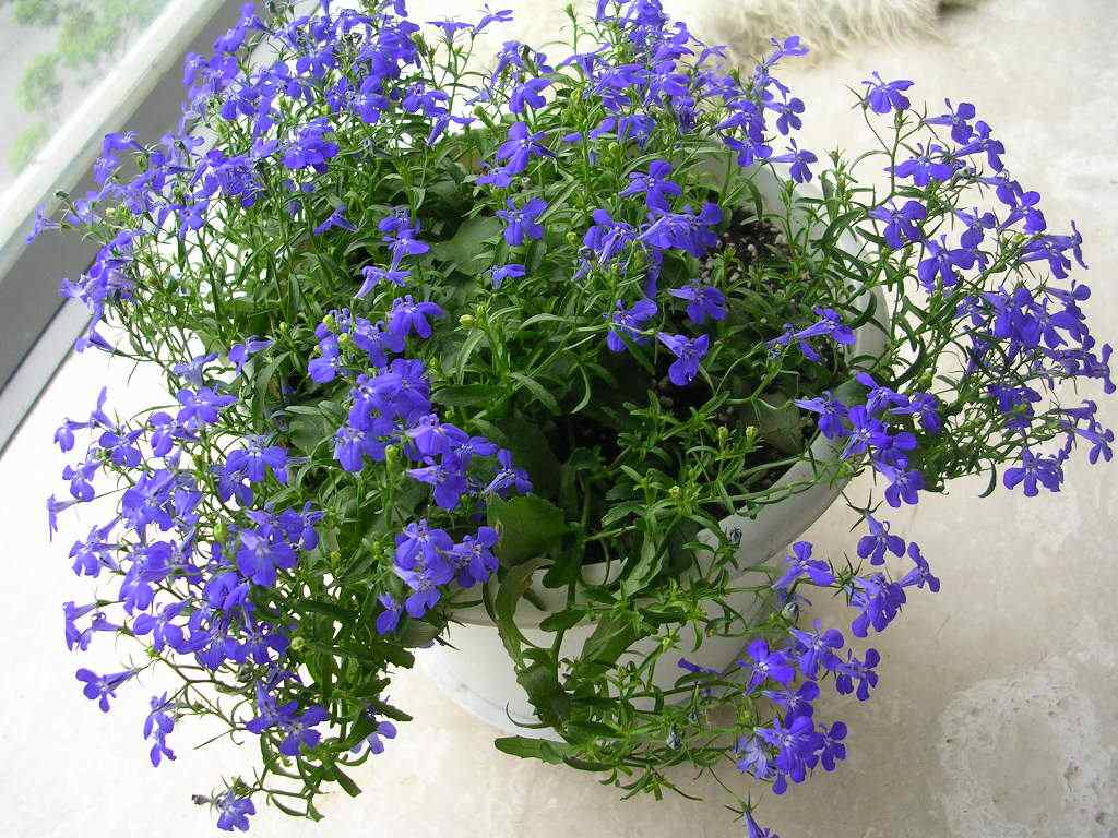 植物图片