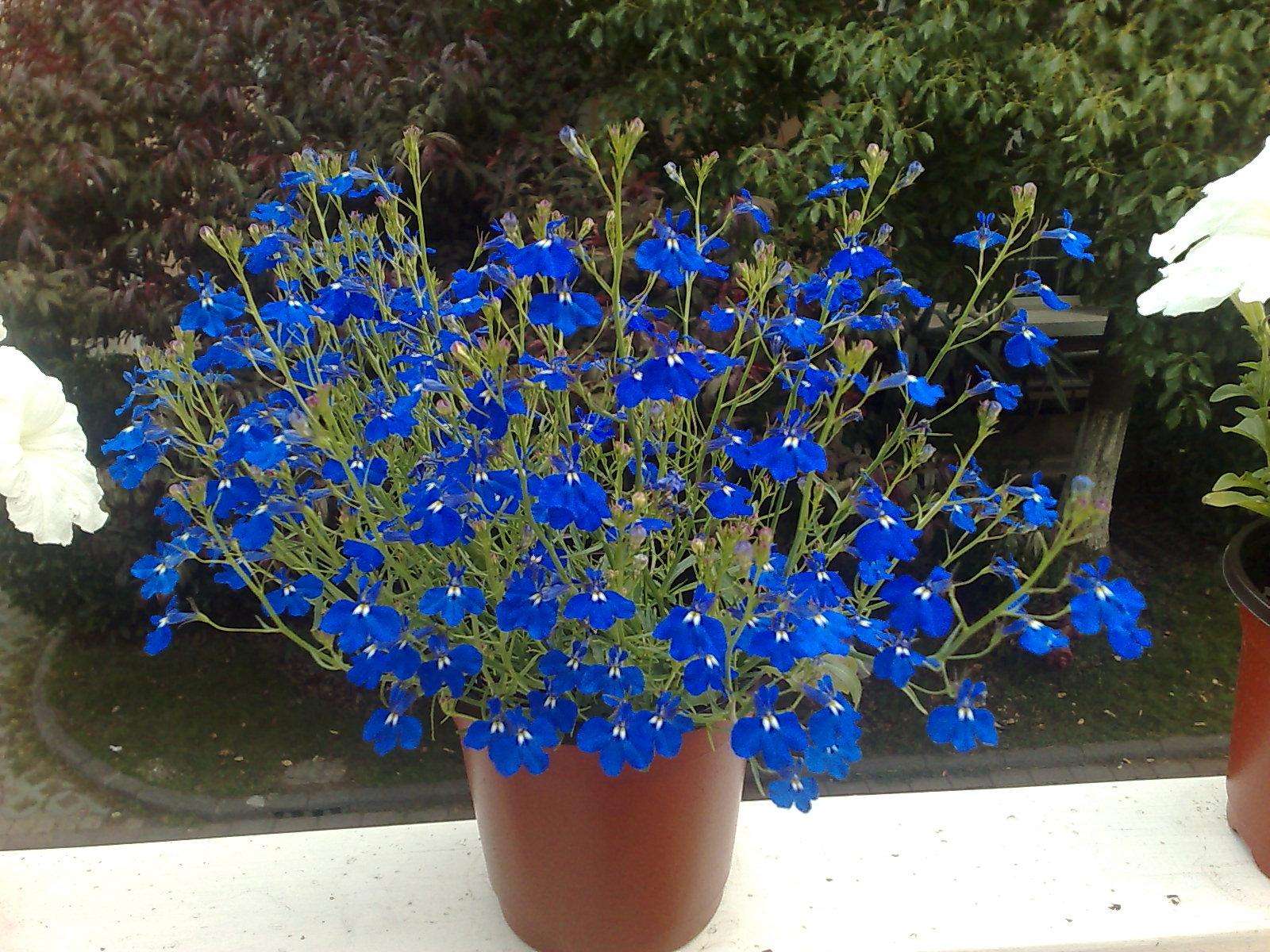 植物图片