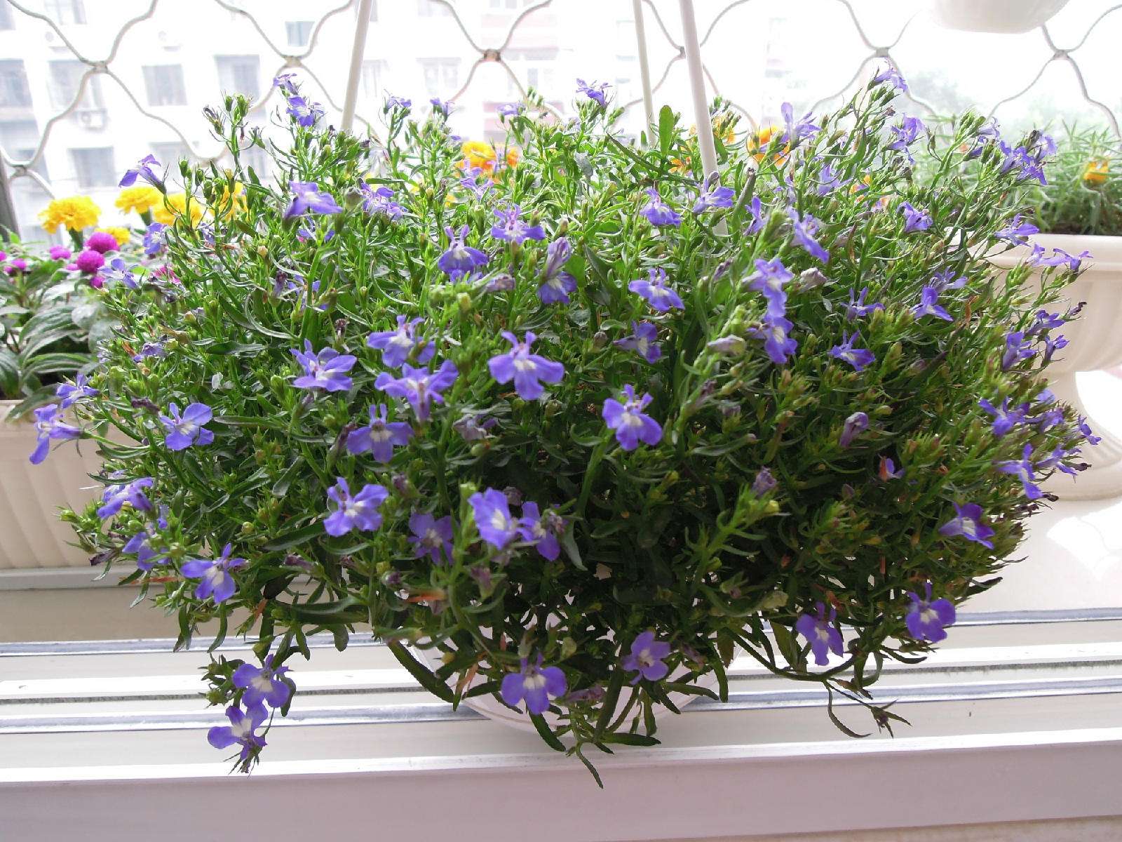 植物图片