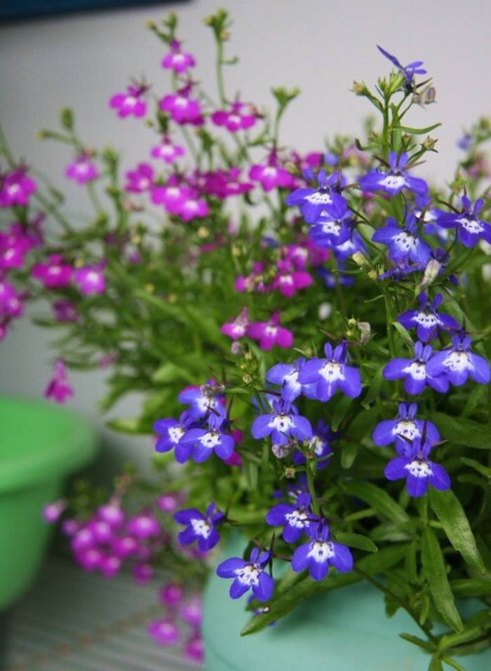 植物图片