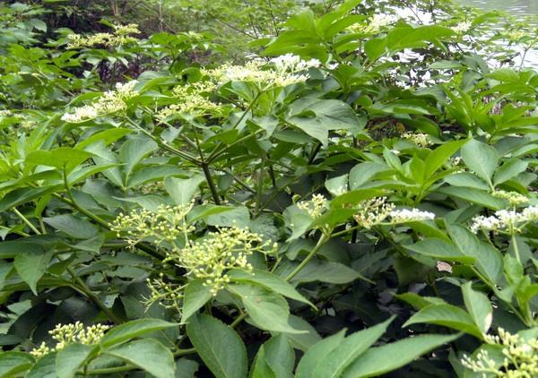 含笑花图片 含笑花香蕉花图片 含笑花植物图片图片