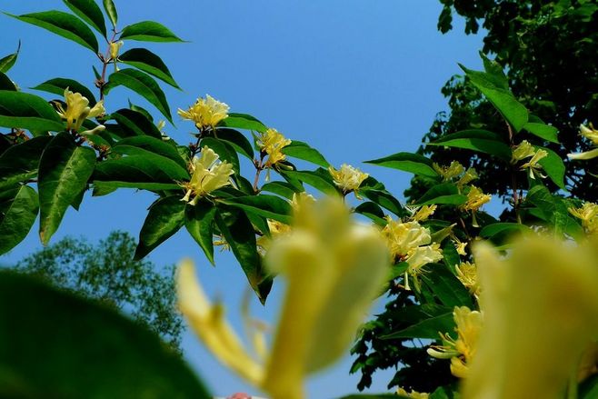 含笑花图片 含笑花香蕉花图片 含笑花植物图片图片