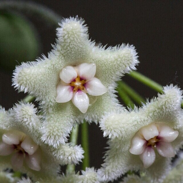 植物图片