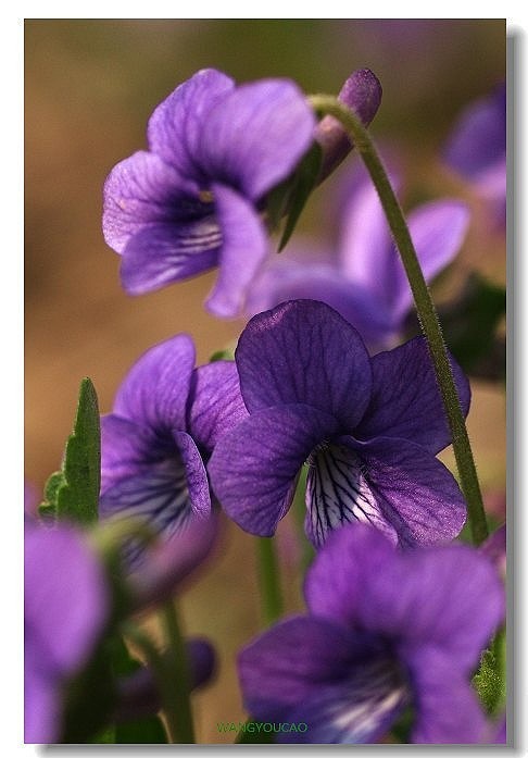 茶梅花图片 茶梅图片 茶梅植物图片图片
