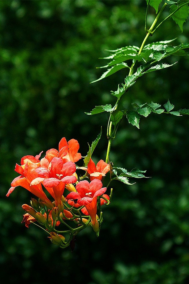 植物图片图片
